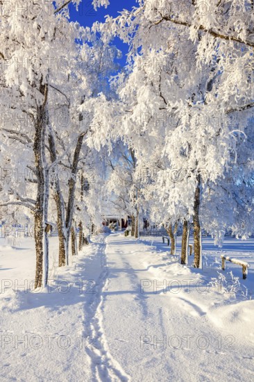 Line of trees with hoarfrost by a road to a cottage on a cold sunny winter day, Sweden