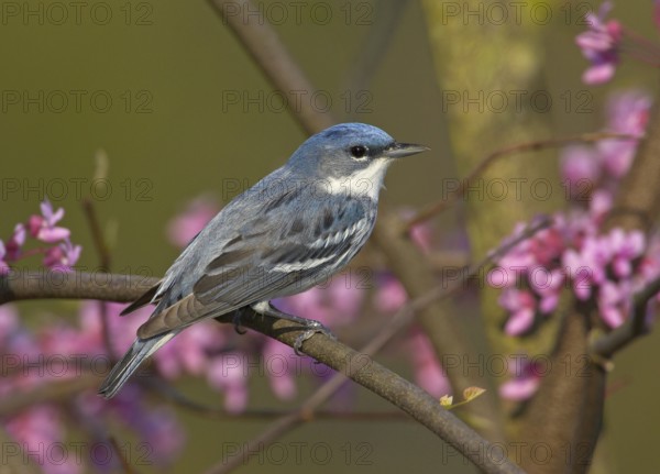 Cerulean Warbler (Setophaga cerulea), Ohio, USA