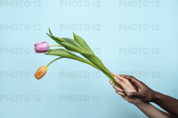 A close-up shot of multiethnic hands of a man and woman gently holding a vibrant flower, symbolizing unity and diversity on a smooth blue background