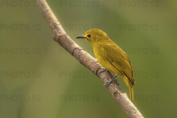 Goldbrauen-Bülbül (Acritillas indica) im Regenwald von Sri Lanka