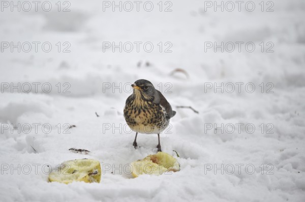 Fieldfare (Turdus pilaris) eating an apple in the snow, Schleswig-Holstein, Germany