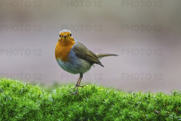 European Robin (Erithacus rubecula), Netherlands