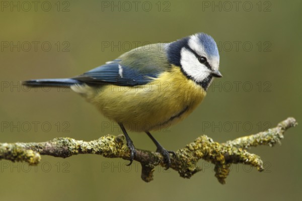 Eurasian Blue Tit (Cyanistes caeruleus), Utrecht, Netherlands