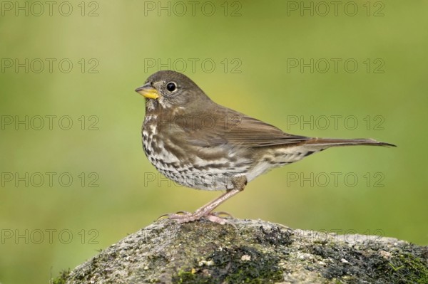 Sooty Fox Sparrow (Passerella unalaschcensis), British Columbia, Canada