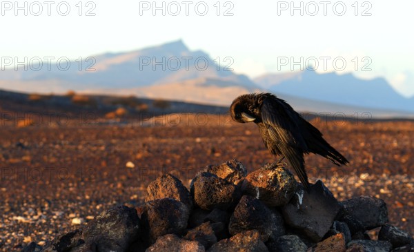 Raven (Corvus corax), semi-desert, Fuerteventura, Spain
