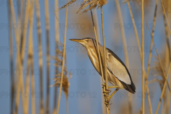 Little Bittern (Ixobrychus minutus) male, Greece