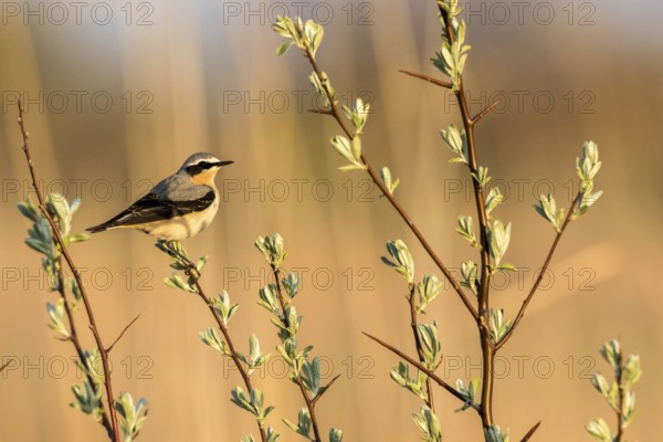 Northern Wheatear (Oenanthe oenanthe) male perched on a branch, Romania