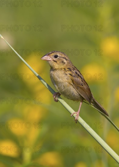 Henslow's Sparrow (Ammodramus henslowii) juvenile, Ohio, USA