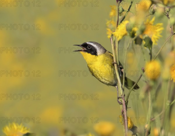 A male Common Yellowthroat, Geothlypis trichas, sings from a wild flower in a canola field, near Saskatoon, Canada