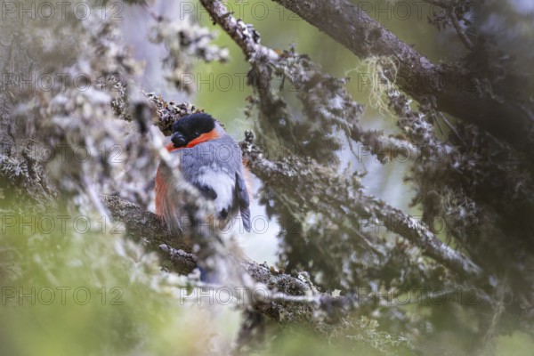 Bullfinch or bullfinch (Pyrrhula pyrrhula), male sits hidden on a lichen-covered branch, Konttainen, Kuusamo, Northern Ostrobothnia, Finland