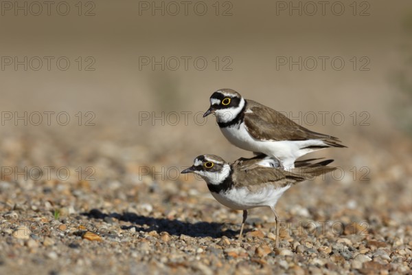 Little Ringed Plover (Charadrius dubius) pair mating, Saxony-Anhalt, Germany