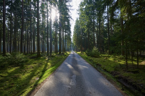 A straight road runs through a sunlit forest surrounded by tall trees, Mudau, Odenwald, Baden-Württemberg, Germany
