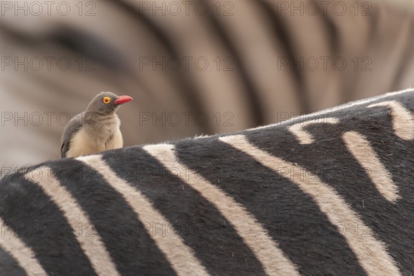 Red-billed Oxpecker (Buphagus erythrorynchus), Mpumalanga, South Africa