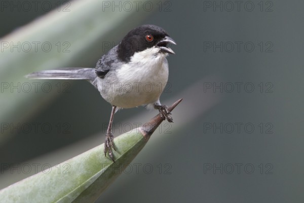 Black-capped Warbling-Finch (Poospiza melanoleuca) perched on a branch in Bolivia, South America