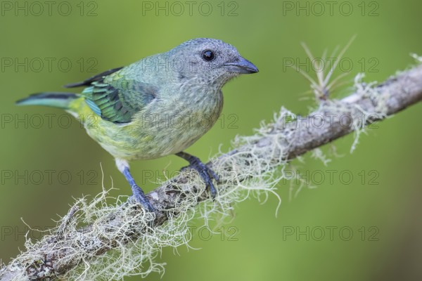 Black-headed Tanager (Tangara cyanoptera) perched on a branch in Colombia, South America