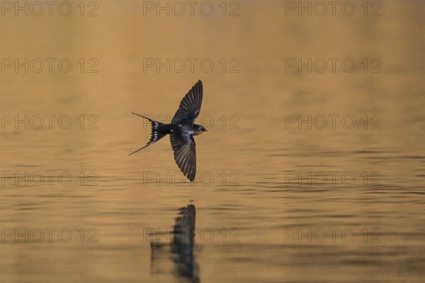 Barn Swallow (Hirundo rustica) flying over water, Baden-Wuerttemberg, Germany