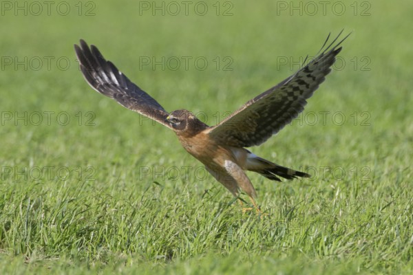 Steppenweihe, lat. Circus macrourus, Jungvogel startet von einer Wiese bei Sonnenschein