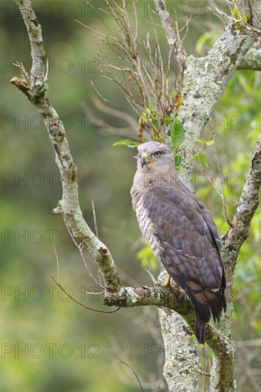 Fasciated Snake-Eagle, Southern Banded Snake-Eagle, Southern Banded Snake-Eagle, Southern Banded Snake-eagle, Circaetus fasciolatus, Circaète barré, Culebrera barrada, iSimangaliso Wetland Park, St. Lucia, KwaZulu-Natal, South Africa