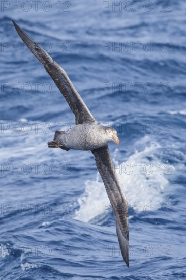 Northern Giant Petrel (Macronectes halli) flying over the ocean searching for food near South Georgia Island