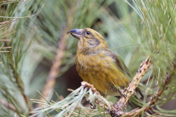 A male red crossbill or common crossbill (Loxia curvirostra) sits in a tree. Bavaria, Germany