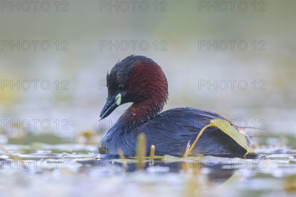 Little Grebe (Tachybaptus ruficollis), North Rhine-Westphalia, Germany