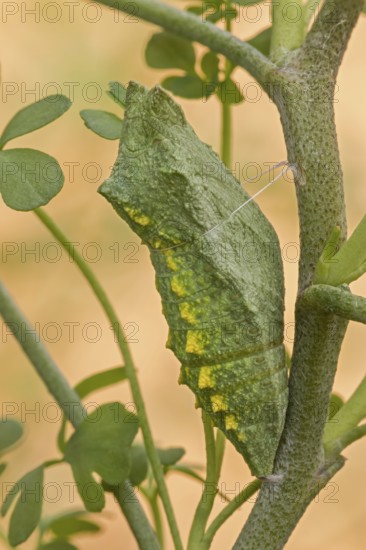 Die Gürtel-Puppe des Schwalbenschanz (Papilio machaon) an (Ruta graveolens) fest gemacht