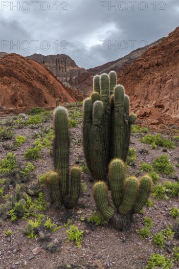 A stunning view of the cactus filled landscape in Los Cardones National Park, Argentina. This breathtaking scenery displays towering cacti against a backdrop of rugged mountains