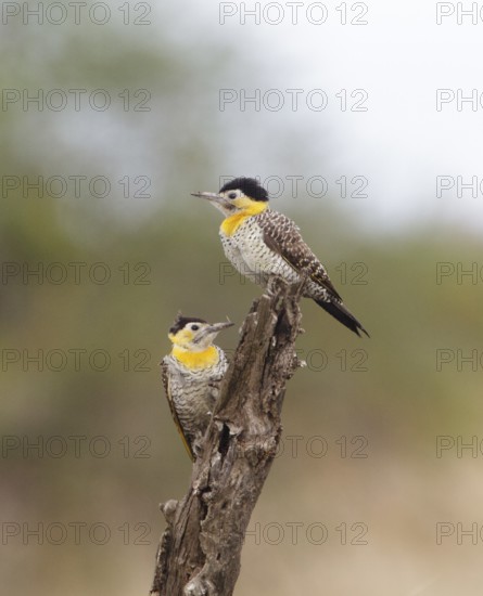 Campo Flicker (Colaptes campestris) pair, Corrientes, Argentina