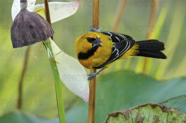Yellow Oriole (Icterus nigrogularis) perched on a branch in the grasslands of Guyana