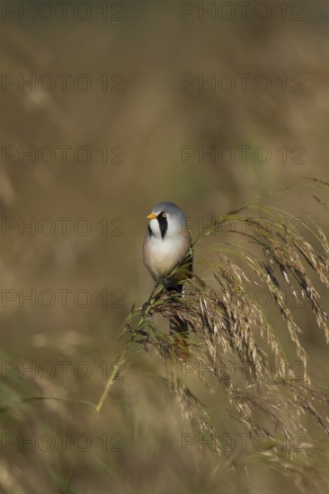 Bearded tit or reedling (Panurus biarmicus) adult male bird on a Common reed seedhead, RSPB Strumpshaw fen nature reserve, Norfolk, England, United Kingdom