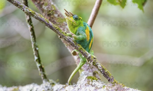 Three-horned chameleon (Trioceros jacksonii), male, sitting on a branch, Bwindi Impenetrable Forest National Park, Uganda