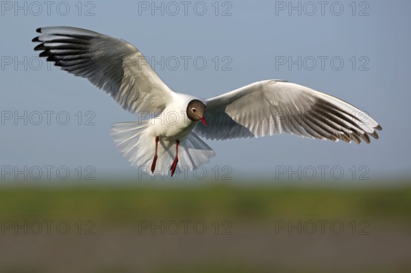 Black-headed Gull (Chroicocephalus ridibundus) flying, Texel, Netherlands