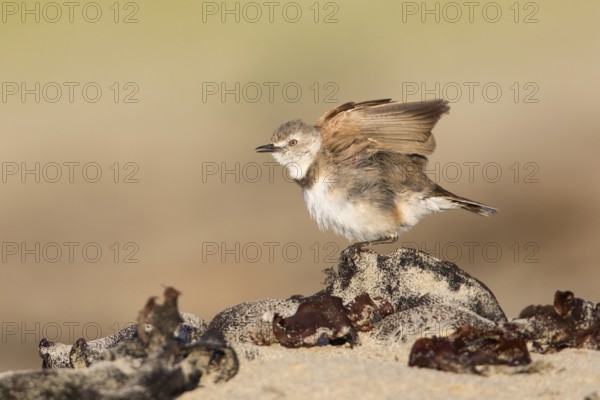 White-fronted Chat (Epthianura albifrons) female perched on the ground, Victoria, Australia
