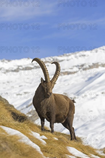 Alpine ibex (Capra ibex) male foraging in the snow in winter in the Gran Paradiso National Park, Italian Alps, Italy