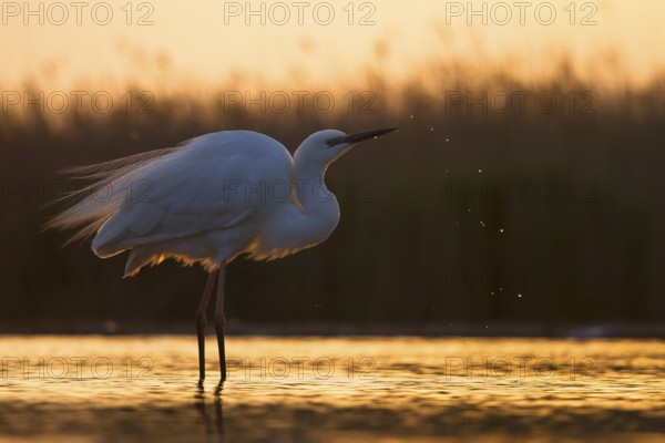 Great Egret (Ardea alba) at sunset, Pusztaszer, Hungary