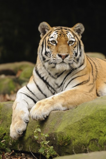 An attentive tiger lies quietly on a moss-covered rock, Siberian tiger (Panthera tigris altaica), captive, occurring in Russia, North Korea and China