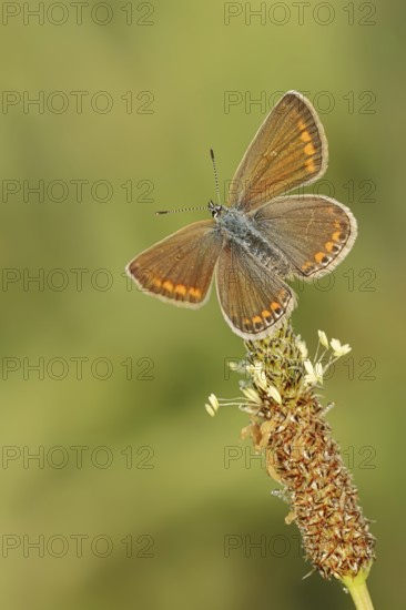 Common blue butterfly (Polyommatus icarus), female, Provence, southern France