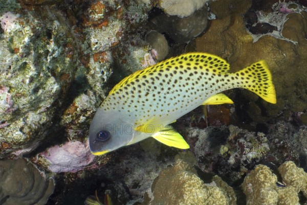 Black spotted sweetlips (Plectorhinchus gaterinus)