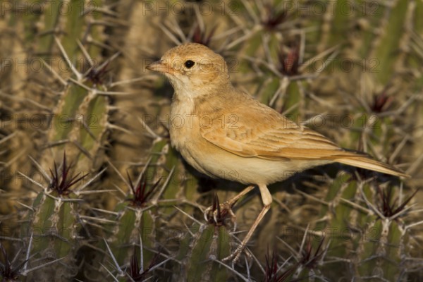 Bar-tailed Desert Lark - Sandlerche - Ammomanes cincturus, Marokko, adult