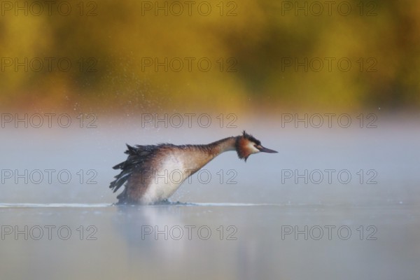 Great Crested Grebe (Podiceps cristatus), North Rhine-Westphalia, Germany