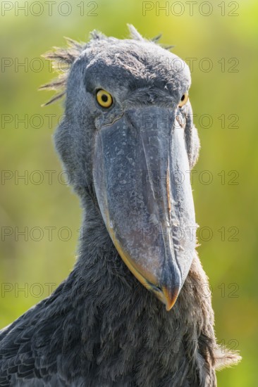 Shoebill (Balaeniceps rex), juvenile, animal portrait, swamps of Mabamba, Lake Victoria, Uganda
