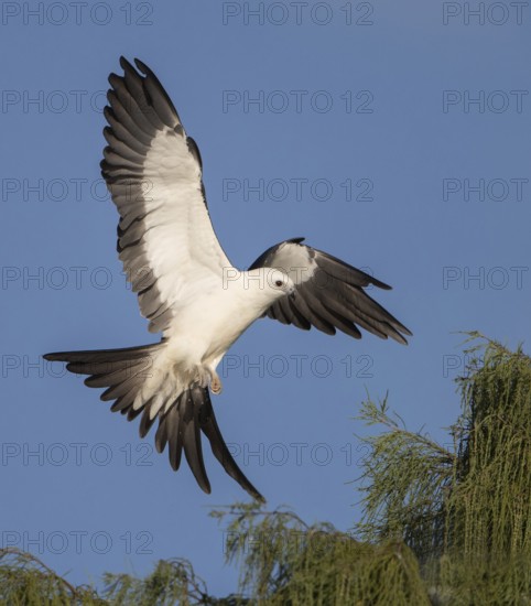 Swallow-tailed Kite (Elanoides forficatus) flying, Florida, USA