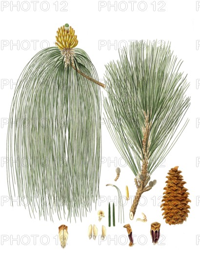 Swamp pine, Pinus palustris, Pinus longifolia, Long-leaved Indian pine, tree, digitally enhanced reproduction of an original by Aylmer Bourke Lambert (1761 - 1842), English botanist, published around 1810