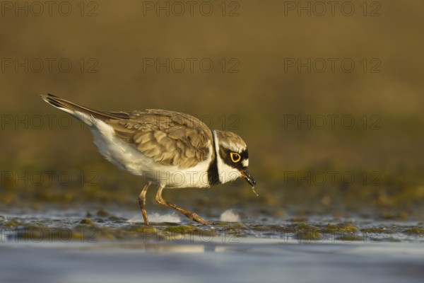 Little Ringed Plover (Charadrius dubius) female foraging, North Rhine-Westphalia, Germany
