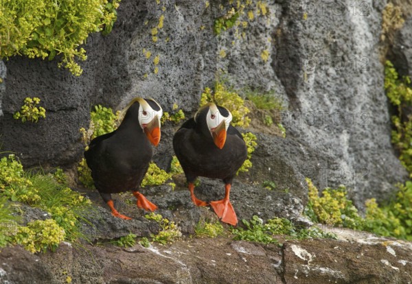 Tufted Puffin (Fratercula cirrhata), Alaska, USA