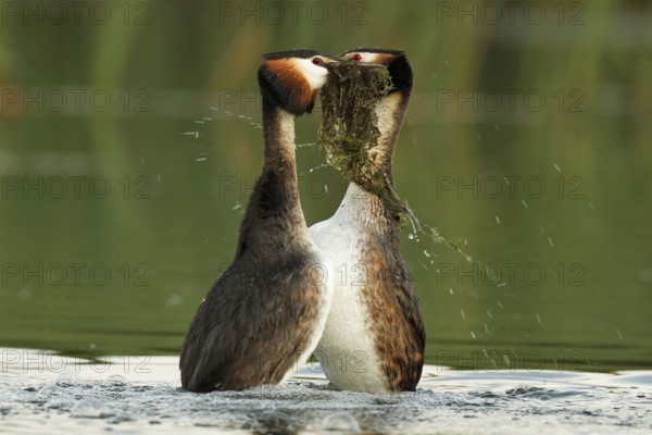 Great Crested Grebe (Podiceps cristatus) pair displaying, Mecklenburg-Western Pomerania, Germany