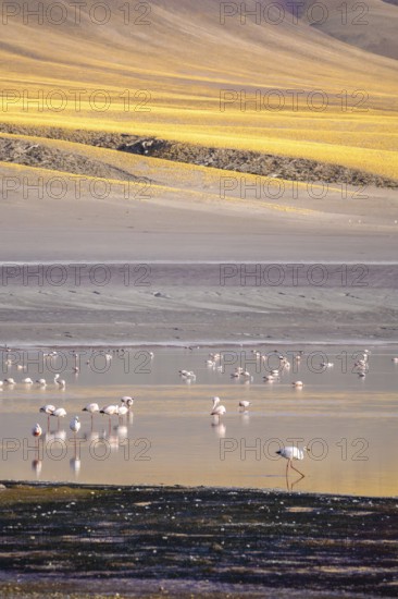 A serene view of flamingos wading in Laguna Grande at Catamarca, Argentina. The vibrant landscape captures the harmony of wildlife and nature in this picturesque setting