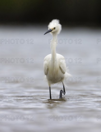 Little Egret (Egretta garzetta) foraging, Victoria, Australia