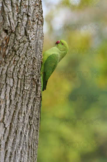 Green collared parakeet (Psittacula krameri), sitting on a tree trunk, Baden-Württemberg, Germany