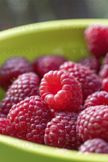Autumn raspberry (Rubus idaeus 'Polka'), Cambridge Botanical Garden, 222